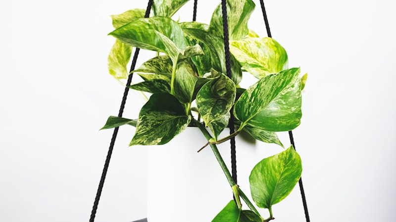 英超联赛足球比赛直播画面，球迷欢呼庆祝进球